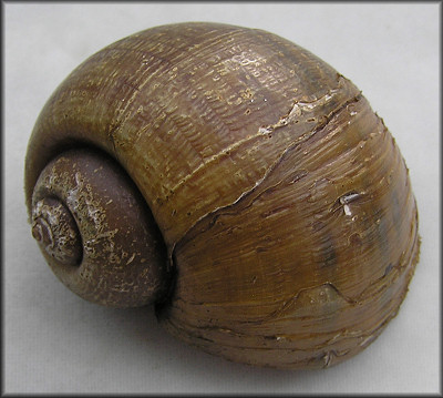 Empty Pomacea maculata shell from Moultrie Creek | 9/25/06 (67.8 mm.)