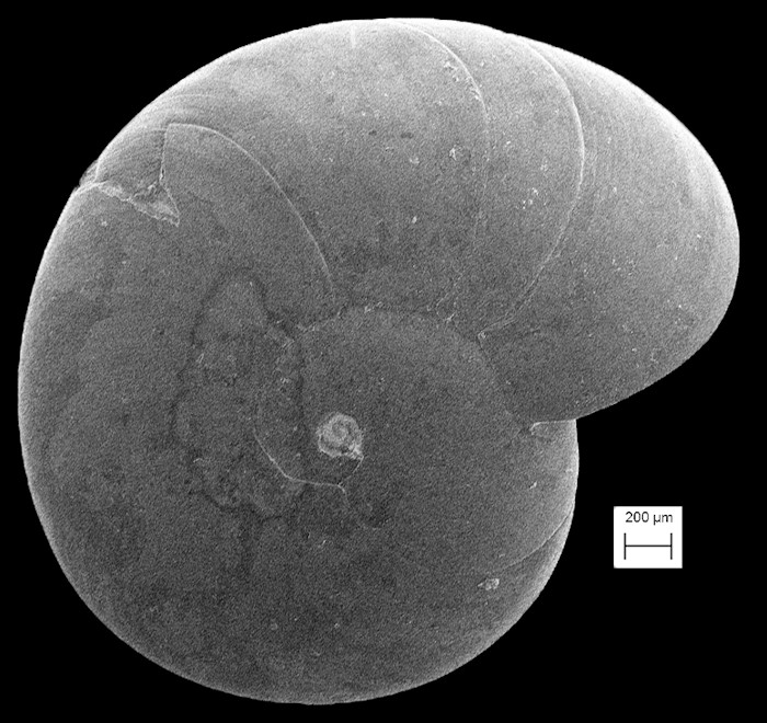 Cochliolepis parasitica Stimpson, 1858 Parasitic Scalesnail