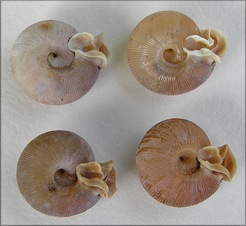 A Few Of The 27 Empty Daedalochila auriculata Shells Found On 8/11/2008