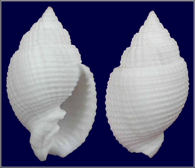 Cancellaria reticulata (Linnaeus, 1767) Albino