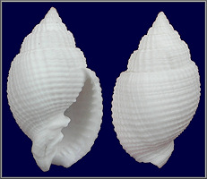 Cancellaria reticulata (Linnaeus, 1767) Albino