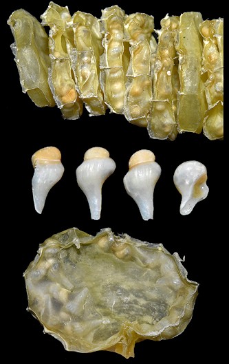 Busycon carica (Gmelin, 1791) Egg Capsules And Embryonic Shells