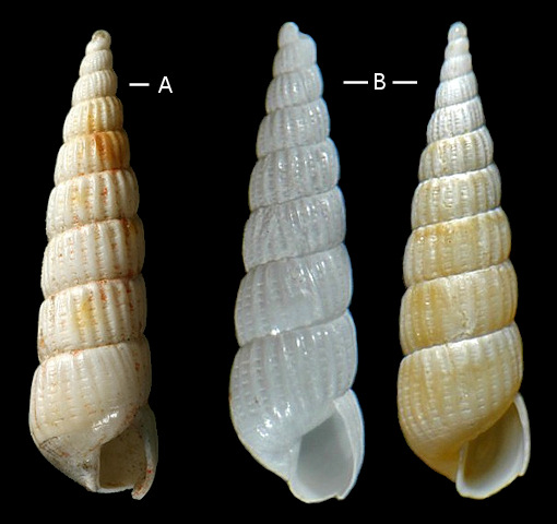 Turbonilla caroliniana Holmes, 1859