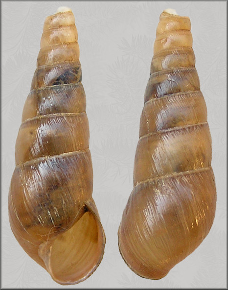 Rumina decollata (Linnaeus, 1758) Decollate Snail