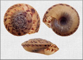 Anguispira cumberlandiana (I. Lea, 1840) Cumberland Tigersnail