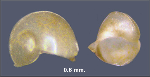 Allopeas gracile (Hutton, 1834) Graceful Awlsnail Embryo 