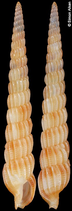 Myurella suduirauti (Terryn and Conde, 2004)