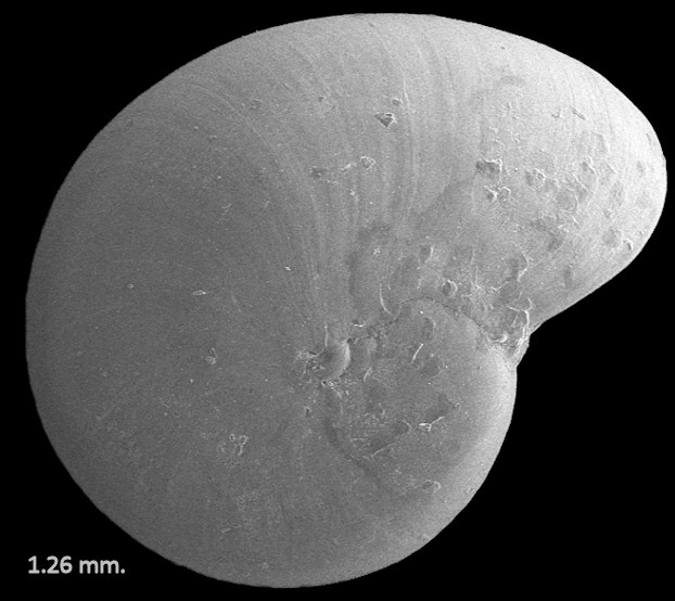 Teinostoma tectispira Pilsbry, 1953