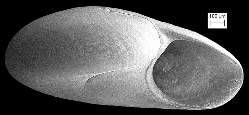 Teinostoma tectispira Pilsbry, 1953