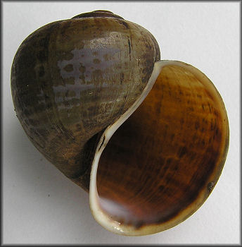 Pomacea paludosa (Say, 1829) Unusual Malleated Specimen