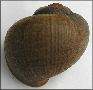 Pomacea paludosa (Say, 1829) Unusual Malleated Specimen