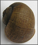 Pomacea paludosa (Say, 1829) Unusual Malleated Specimen