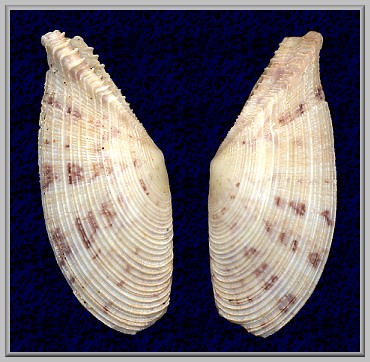 Tellina cumingii Hanley, 1844