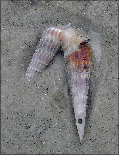 Neoterebra dislocata (Say, 1822) Eastern Auger Mating