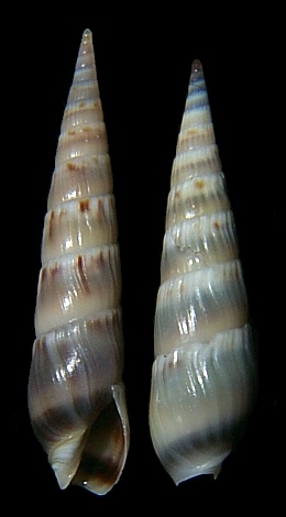 Hastula imitatrix (Auffenberg and Lee, 1988)