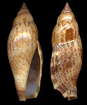 Terestrombus terebellatus (G. B. Sowerby II, 1842)