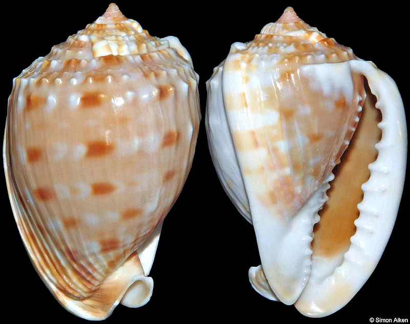 Cassis tessellata (Gmelin, 1791)