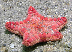 Goniaster tesselatus