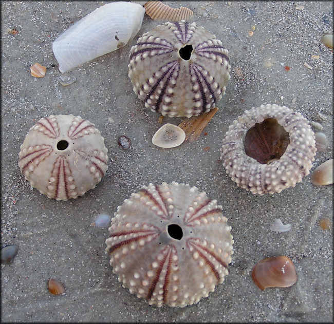 Sea Urchin "Test"