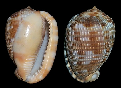 Cypraecassis testiculus (Linnaeus, 1758) Reticulate Cowrie-helmet