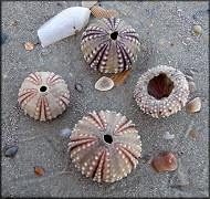 Sea Urchin "Test"