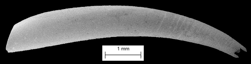 Polyschides tetraschistus (Watson, 1879) Fourtooth Toothshell