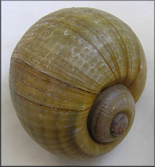 Pomacea maculata Perry, 1810 Texas