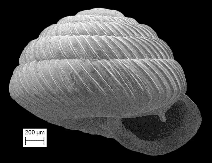 Strobilops texasianus Pilsbry and Ferriss, 1906 Southern Pinecone