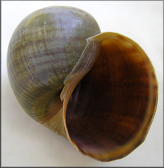 Pomacea maculata Perry, 1810 Texas