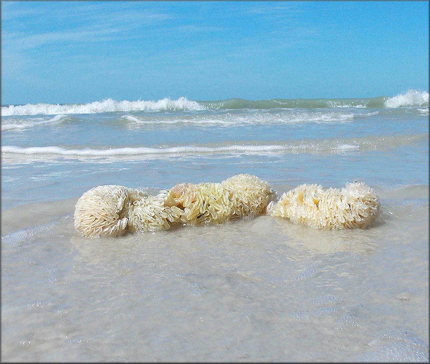 Triplofusus giganteus (Kiener, 1840) Horse Conch Eggs 