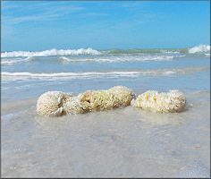 Triplofusus giganteus (Kiener, 1840) Horse Conch Eggs 