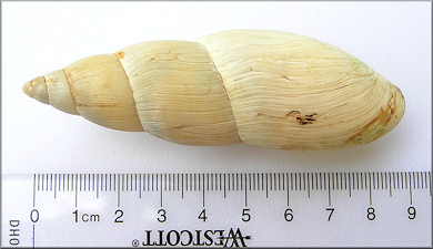 Euglandina rosea (Férussac, 1821) Rosy Wolfsnail - Very Large Specimen