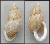 Eudolichotis sinuata (Albers, 1854)