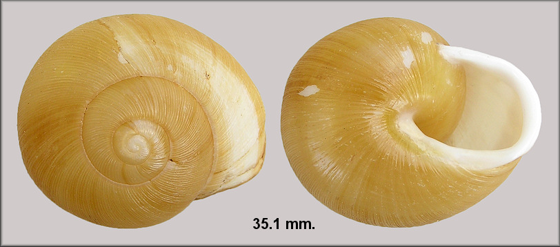 Zachrysia auricoma (Frussac, 1821) Golden Zachrysia