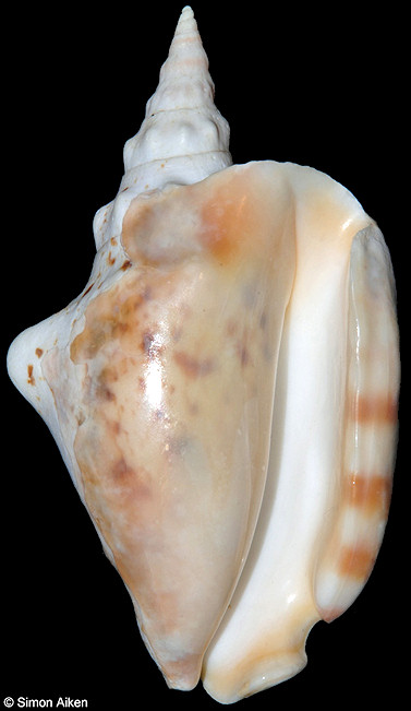 Thersistrombus thersites (Swainson, 1823)