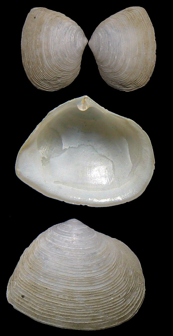 Cumingia antillarum A. Adams, 1850 Contracted Semele 