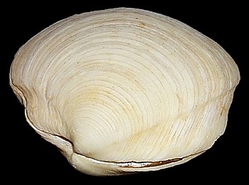 Phacoides pectinatus (Gmelin, 1791) Thick Lucine