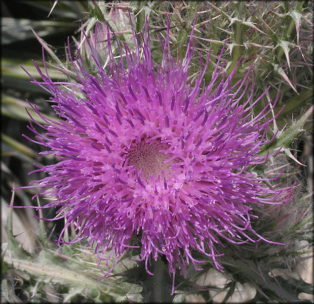 Bull Thistle [Cirsium vulgare]