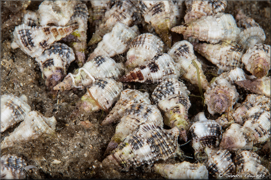 Cerithium atratum (Born, 1778) Dark Cerith Apparent Mating Aggregation