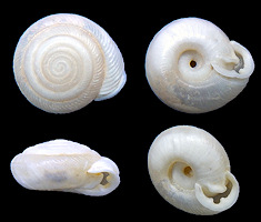 Millerelix tholus (W. G. Binney, 1857)