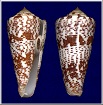 Conus thomae Gmelin, 1791