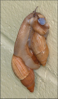 Euglandina rosea (Frussac, 1821) Mating Aggregation (Three Specimens)