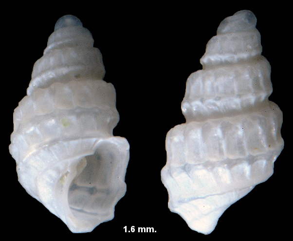 Odostomia navisa Dall and Bartsch,1907