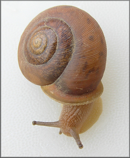 Mesodon thyroidus (Say, 1817) White-lip Globe