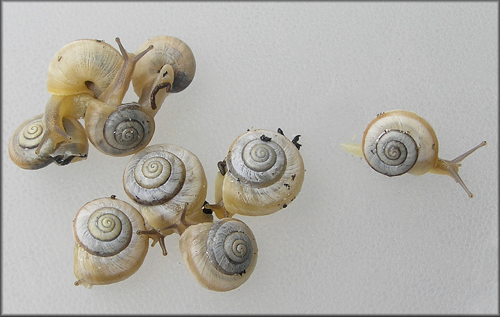 Praticolella mexicana K. Perez, 2011 "Peripatetic Scrubsnail"