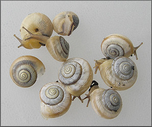 Praticolella mexicana K. Perez, 2011 "Peripatetic Scrubsnail"