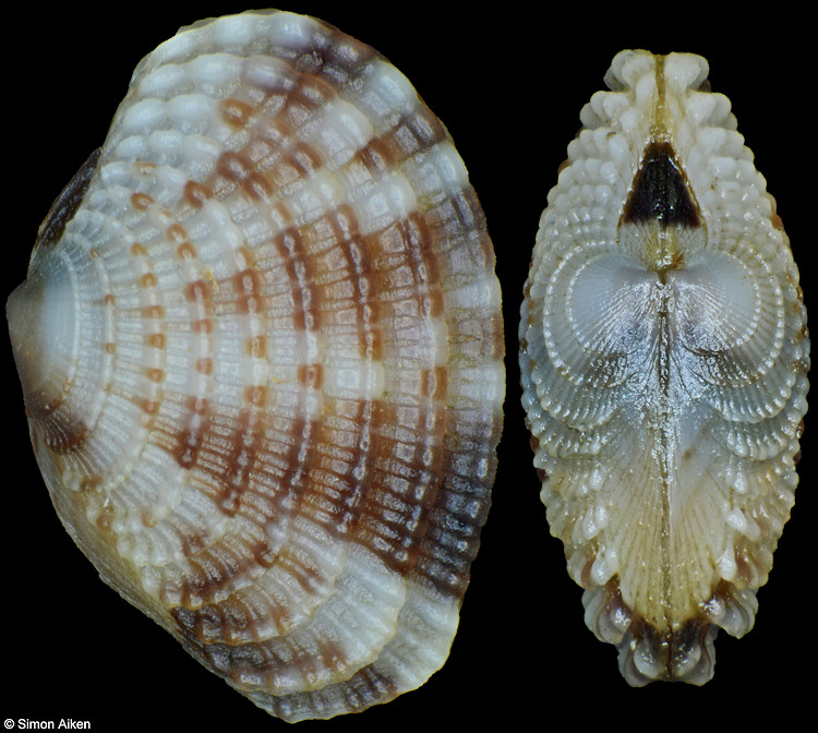 Timoclea subnodulosa (Hanley, 1845)