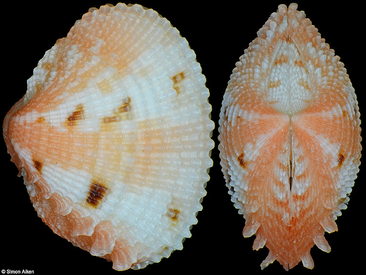 Timoclea marica (Linnaeus, 1758)