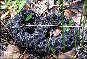 Dusky Pygmy Rattlesnake [Sistrurus miliarius barbouri]