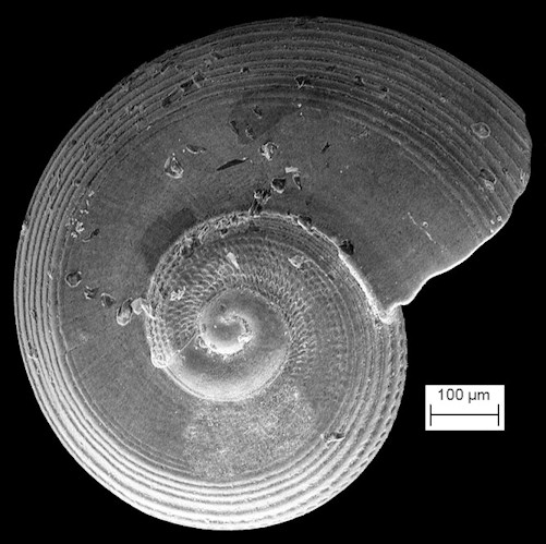 Solariorbis semipunctus Moore, 1965 (Juvenile) Scanning Electron Micrograph